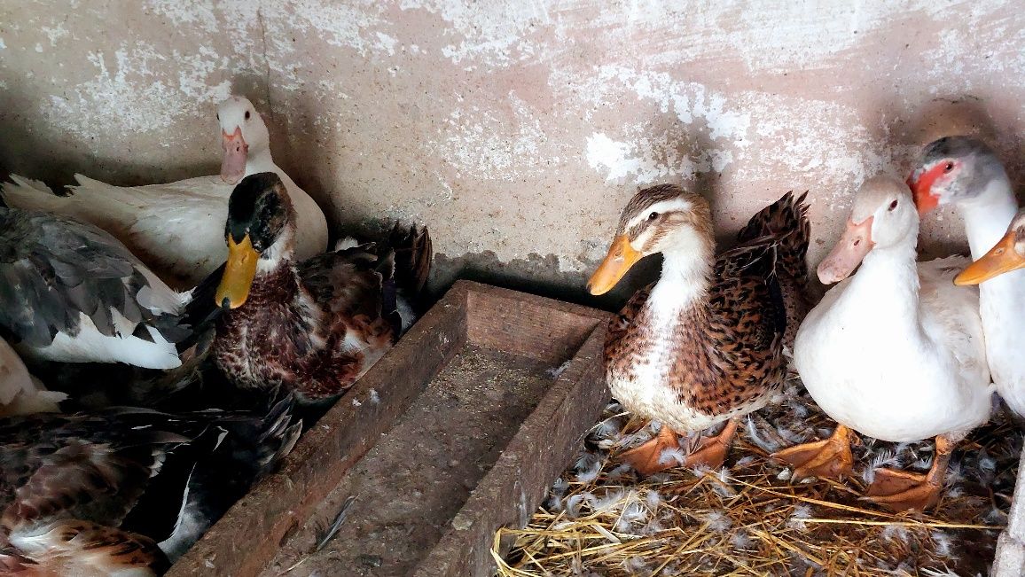 Patos ruan  com 6 meses