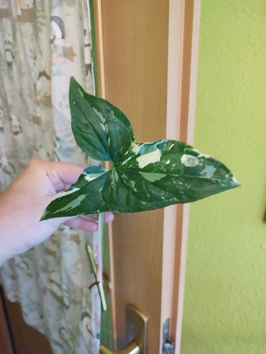 Zestaw roślin Syngonium Scindapsus Rhaphidophora Monstera r