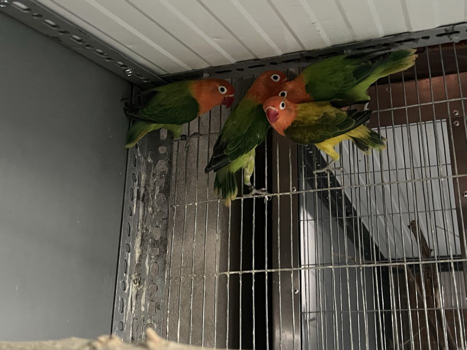 agapornis Fischers de 2025