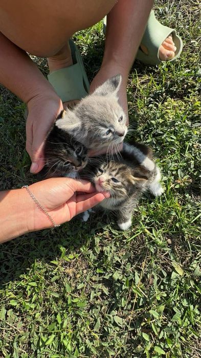 Віддам в добрі руки котиків