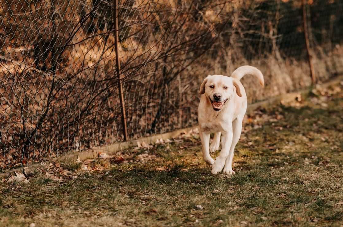 Pełen energii i radości Frodo w typie labradora szuka domu!!!