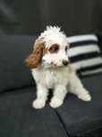 Cockapoo/ chłopczyk / cavapoo