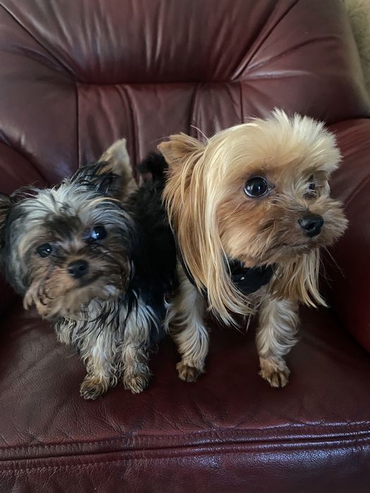 Продам цуценя Йорка