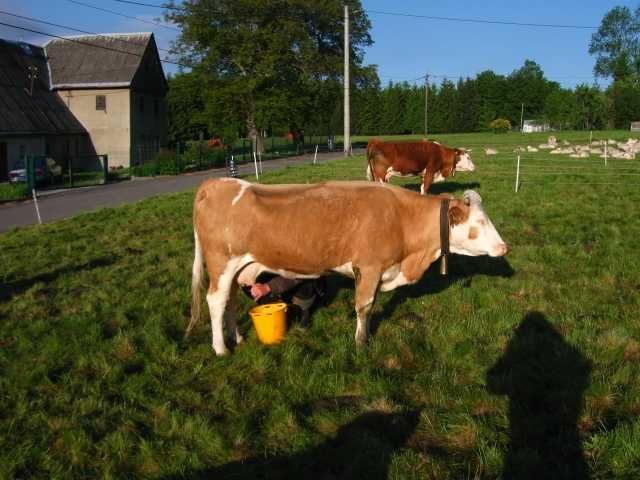 Sprzedam krowę dojną/cielną, jałówkę i byczki rasy "Hinterwälderska"