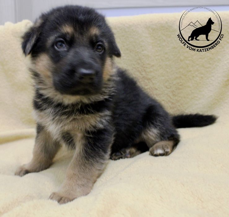 Owczarek niemiecki długowłosy SZCZENIAK FCI ZKwP piesek podpalany