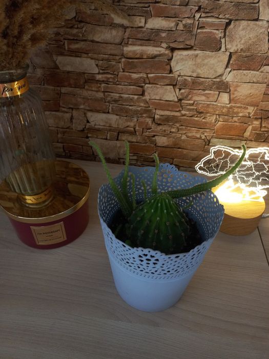 Кактус кімнатний 100 грн