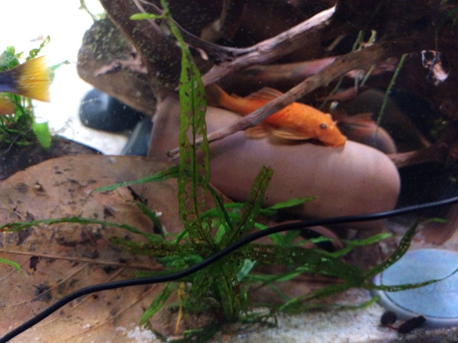 Glonojad super Red ancistrusy zbrojniki zbrojaski