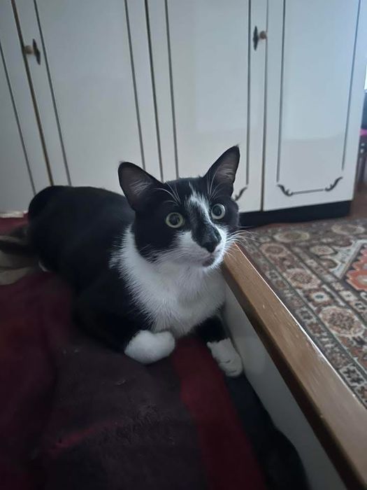 Віддам котика в добрі руки