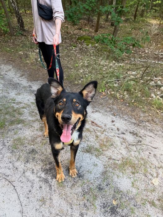 Solar super piesek szuka domku