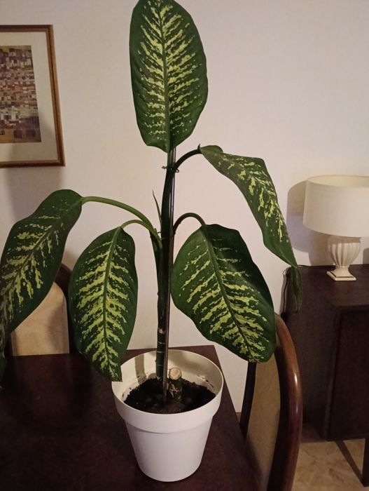 Planta trepadeira com 1.10m de altura