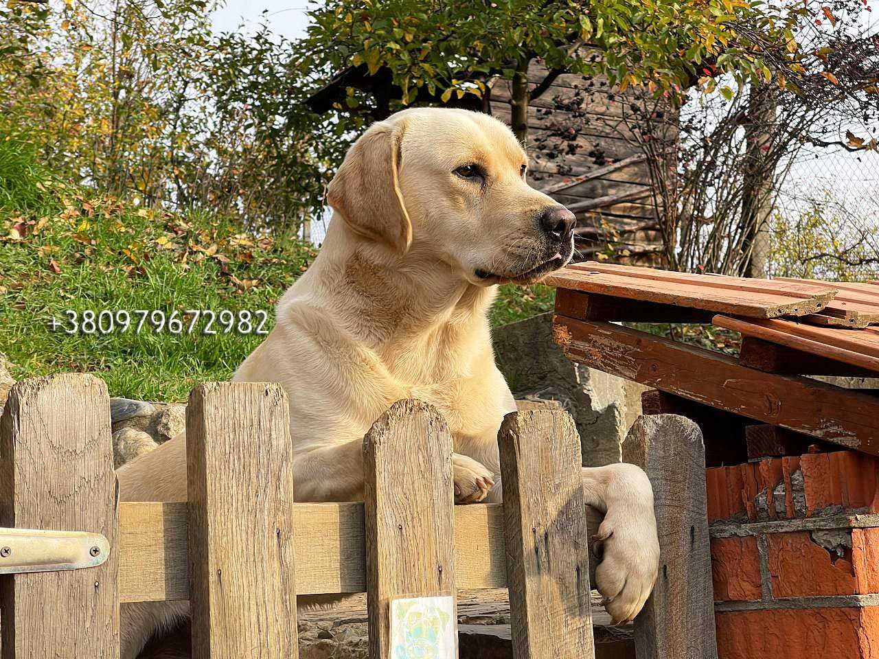 Лабрадор Ретрівер Золотистий, в"язка. Labrador Retriever