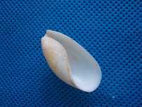 Muszle morskie- Scaphander fragilis