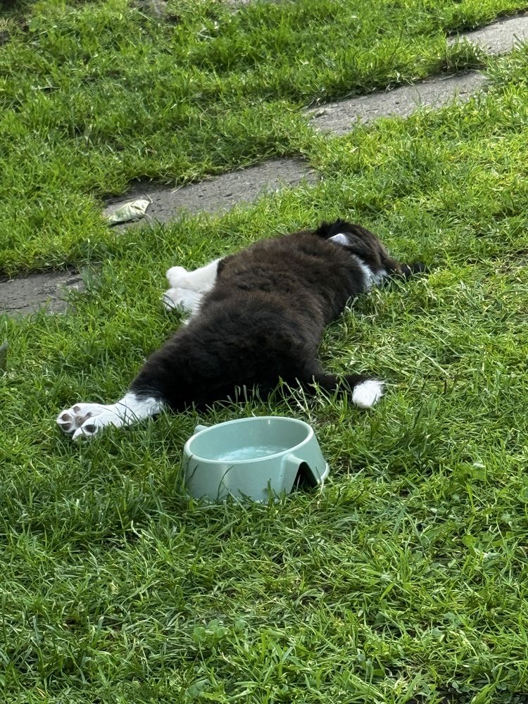 Szczeniaki Border Collie ZKWP FCI Klasyczne Ubarwienie