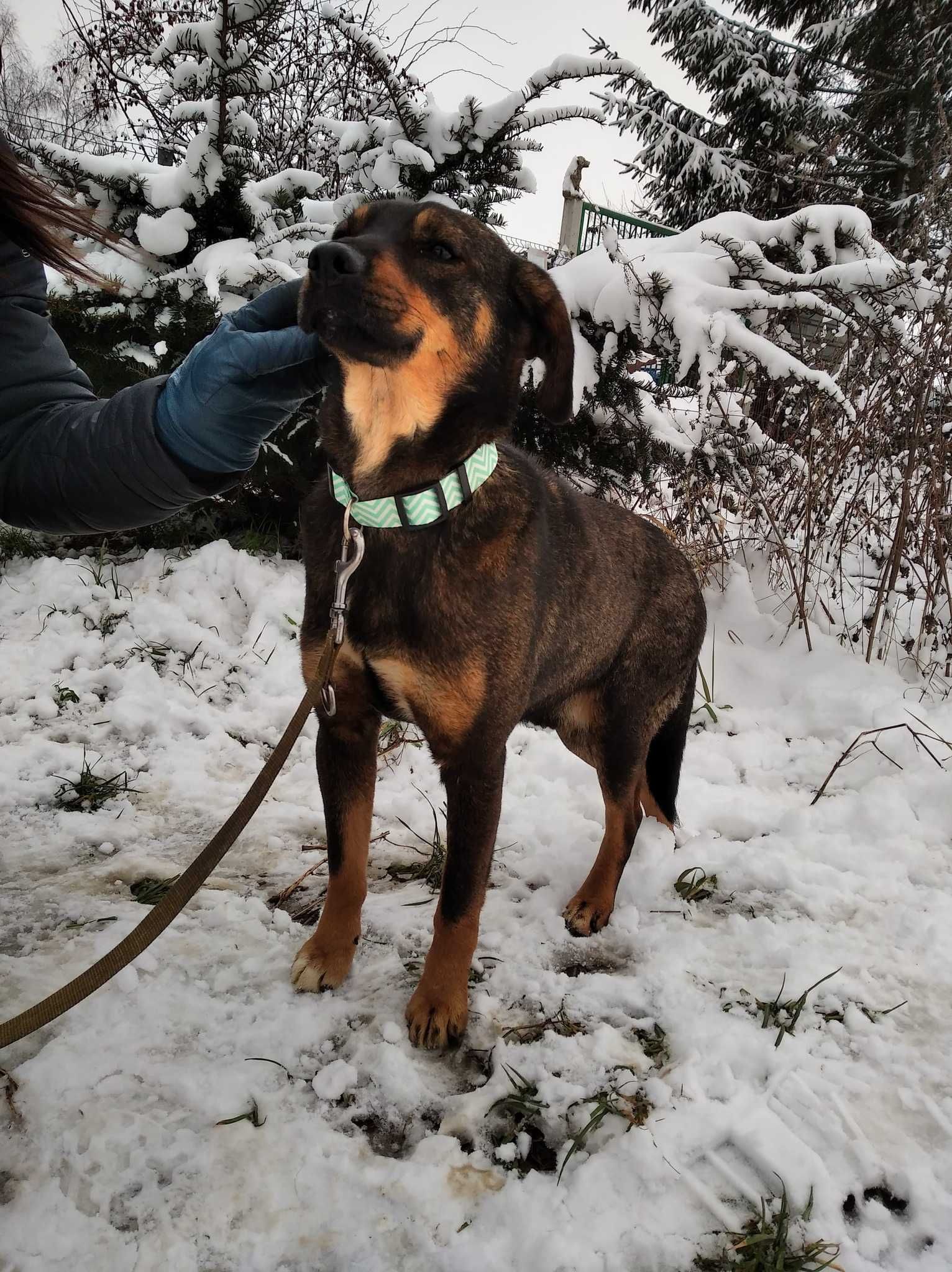 Młodziutki kochany Szaruś szuka domu ADOPCJA