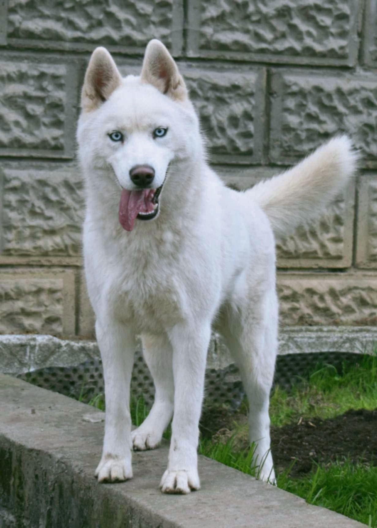 Niebieskooka piękność siberian husky ZKWP FCI