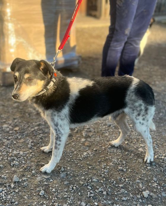 Łatek szuka człowieka z sercem