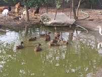Ninhada 8 patos reais