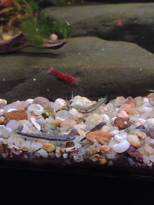 Aquário Completo 60L