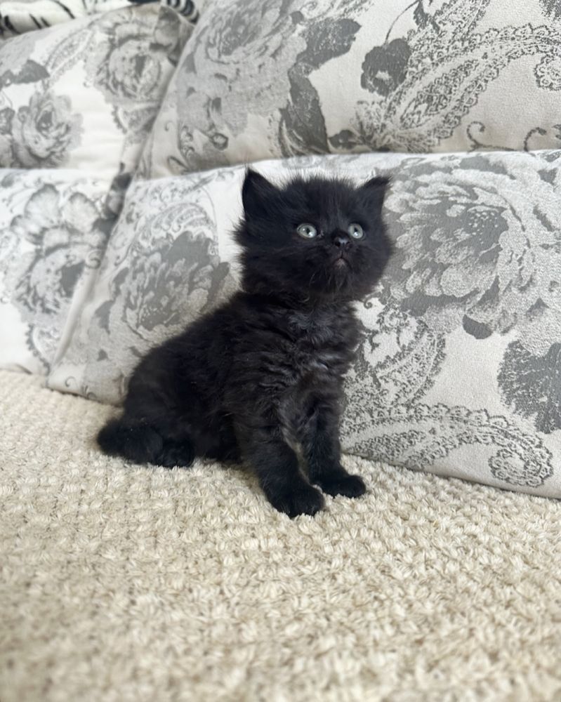 Есть выбор котяток