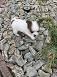 Chihuahua malutkie Mini xxs