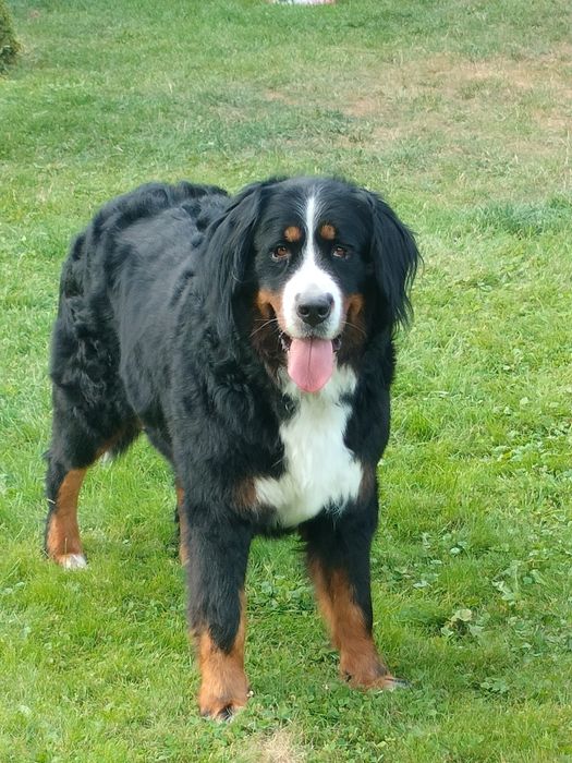 Sprzedam  Berneński Pies Pasterski piesek