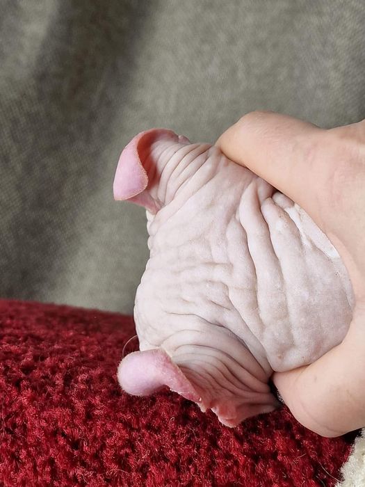 Мальчик породы Эльф