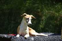 Chart angielski whippet - pies FCI/ZKwP