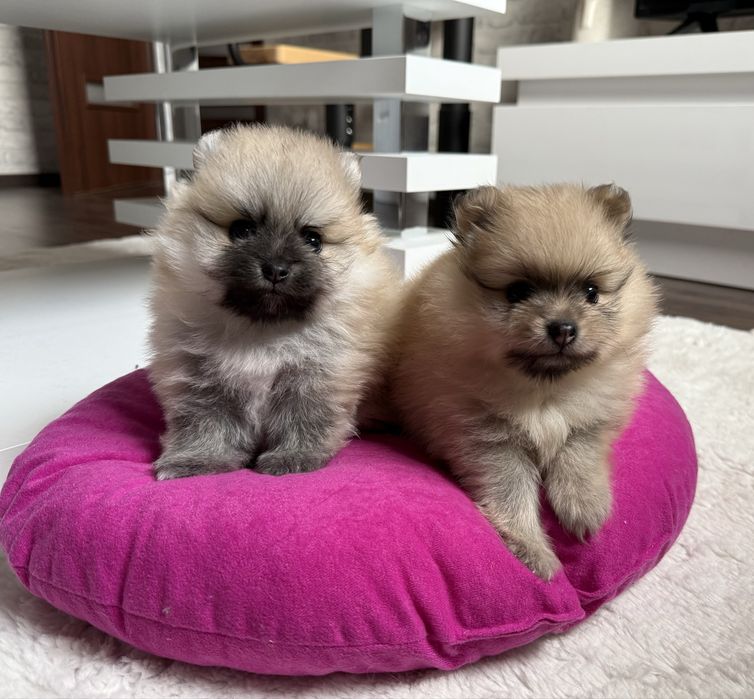 Szpic miniaturowy  pomeranian, suczka orange sable.