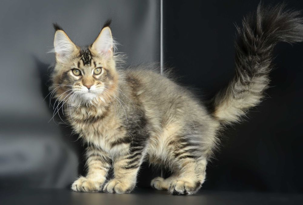 Мейн кун Мальчик 3 мес.