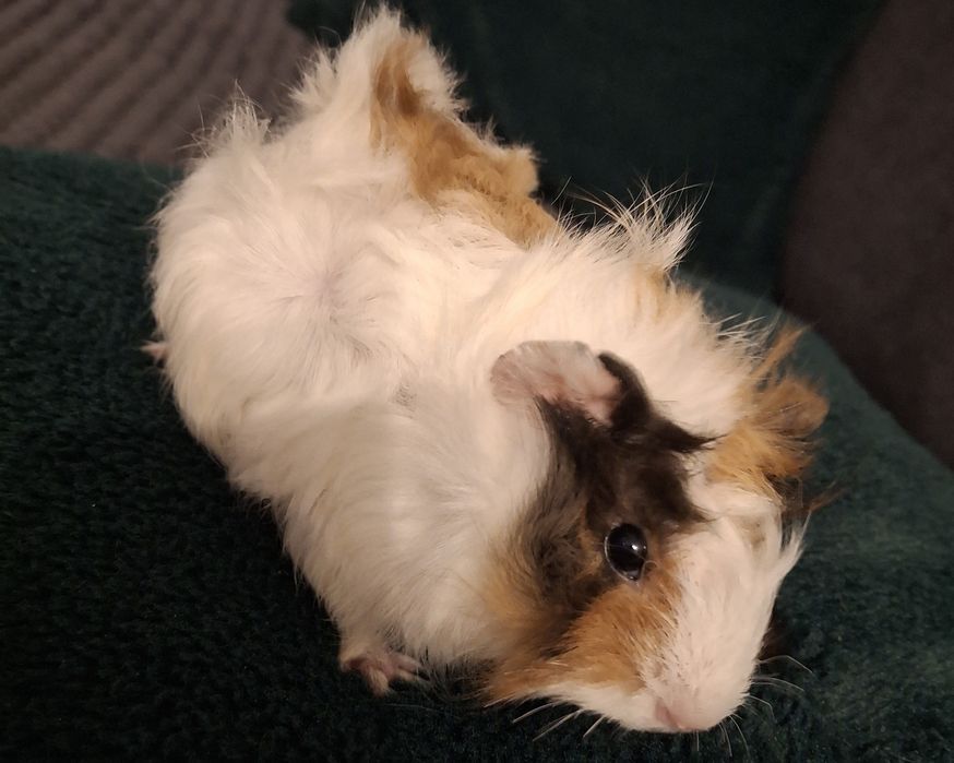 Świnka Morska sprzedam