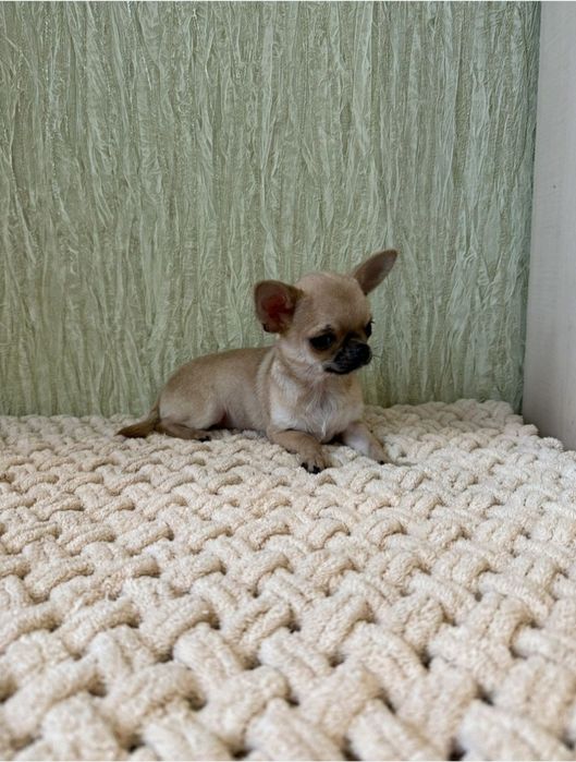 Супер міні дівчина чихуахуа