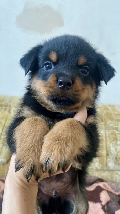 Чистокровные щенки ротвейлера мальчики и девочки