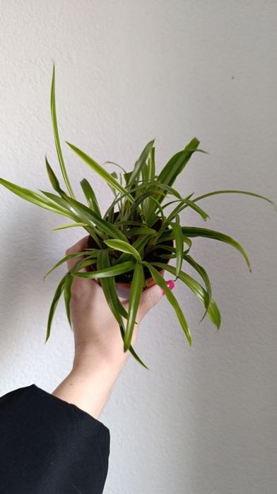 Хлорофітум варієгатний. Підрощена дітка