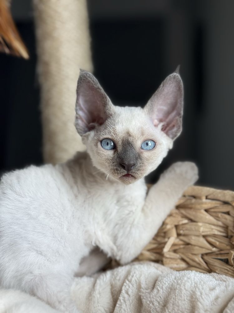 kocurek devon rex