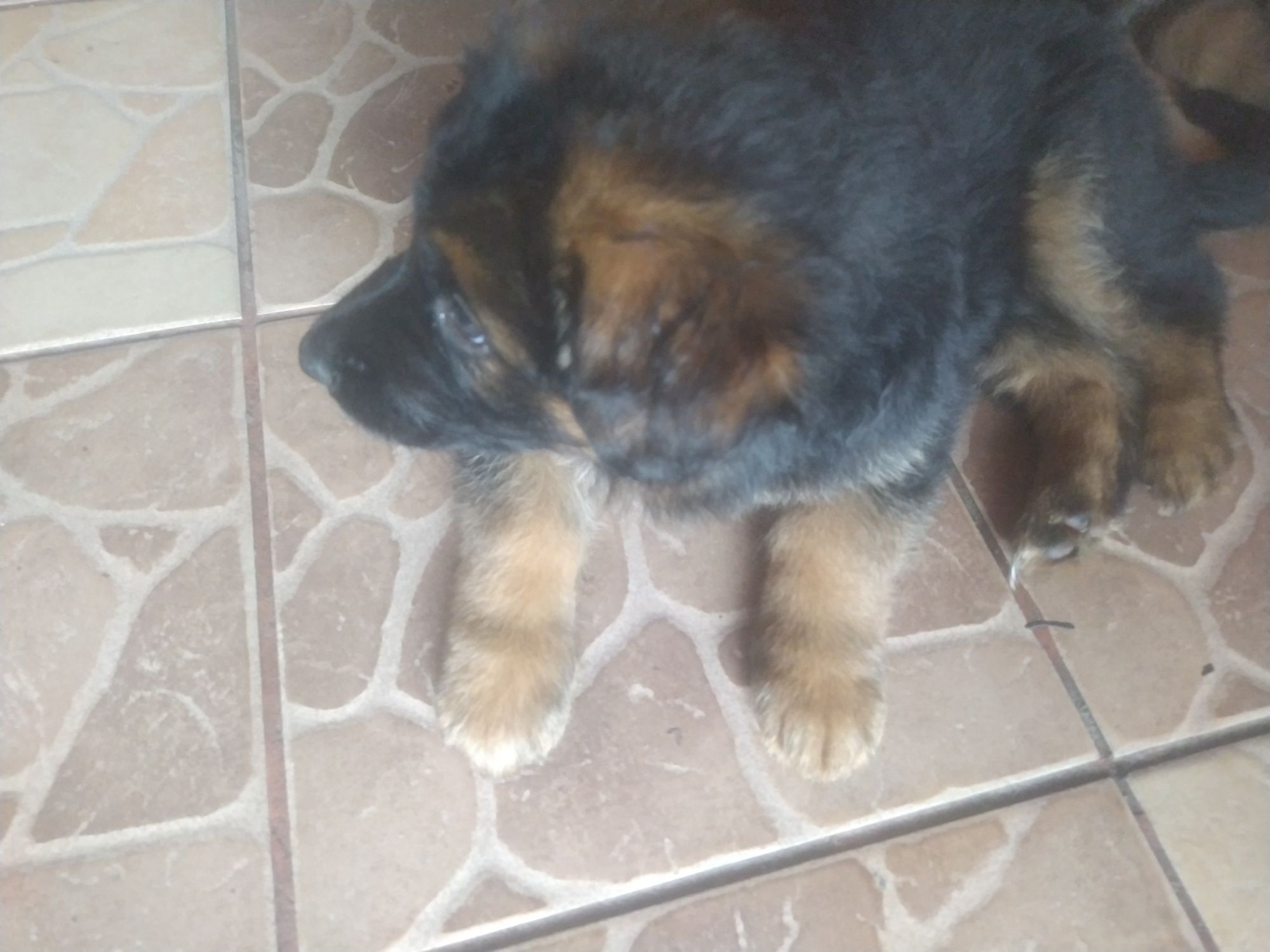 Oddamy owczarki niemieckie w dobre serca