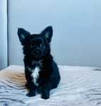 Chihuahua długowłosa