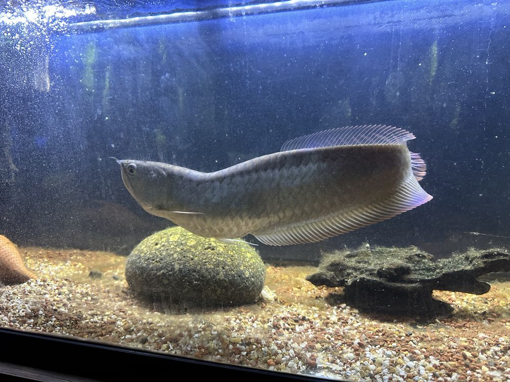 Arowana silver com avermelhado 40/45cm