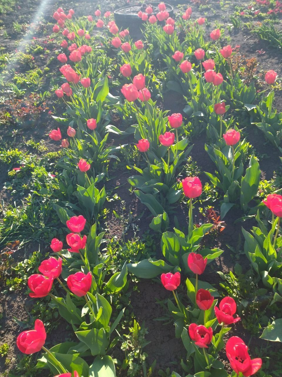 Цибулини ранніх червоних тюльпанів