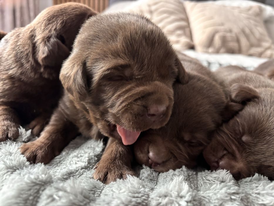 Labrador czekoladowy