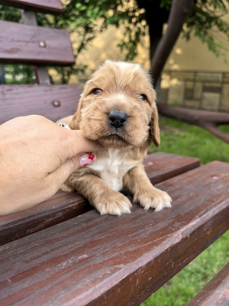 Śliczny szczeniak cocker spaniel