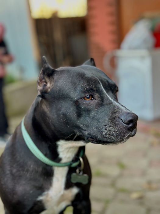 Продаються породисті цуцики породи пітбуль