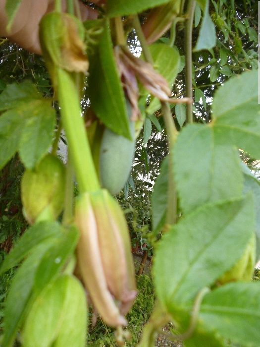 Planta Maracujá Banana