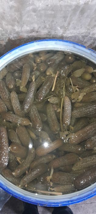 Продам солёный огурец