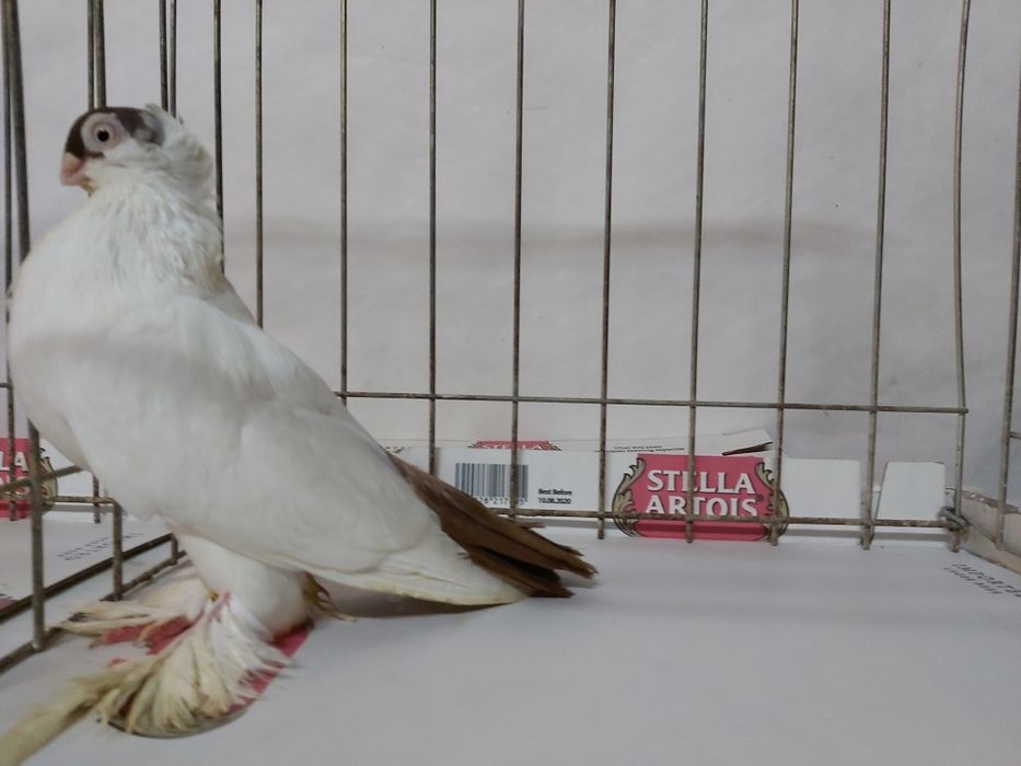 Gołębie Krymki Białostockie