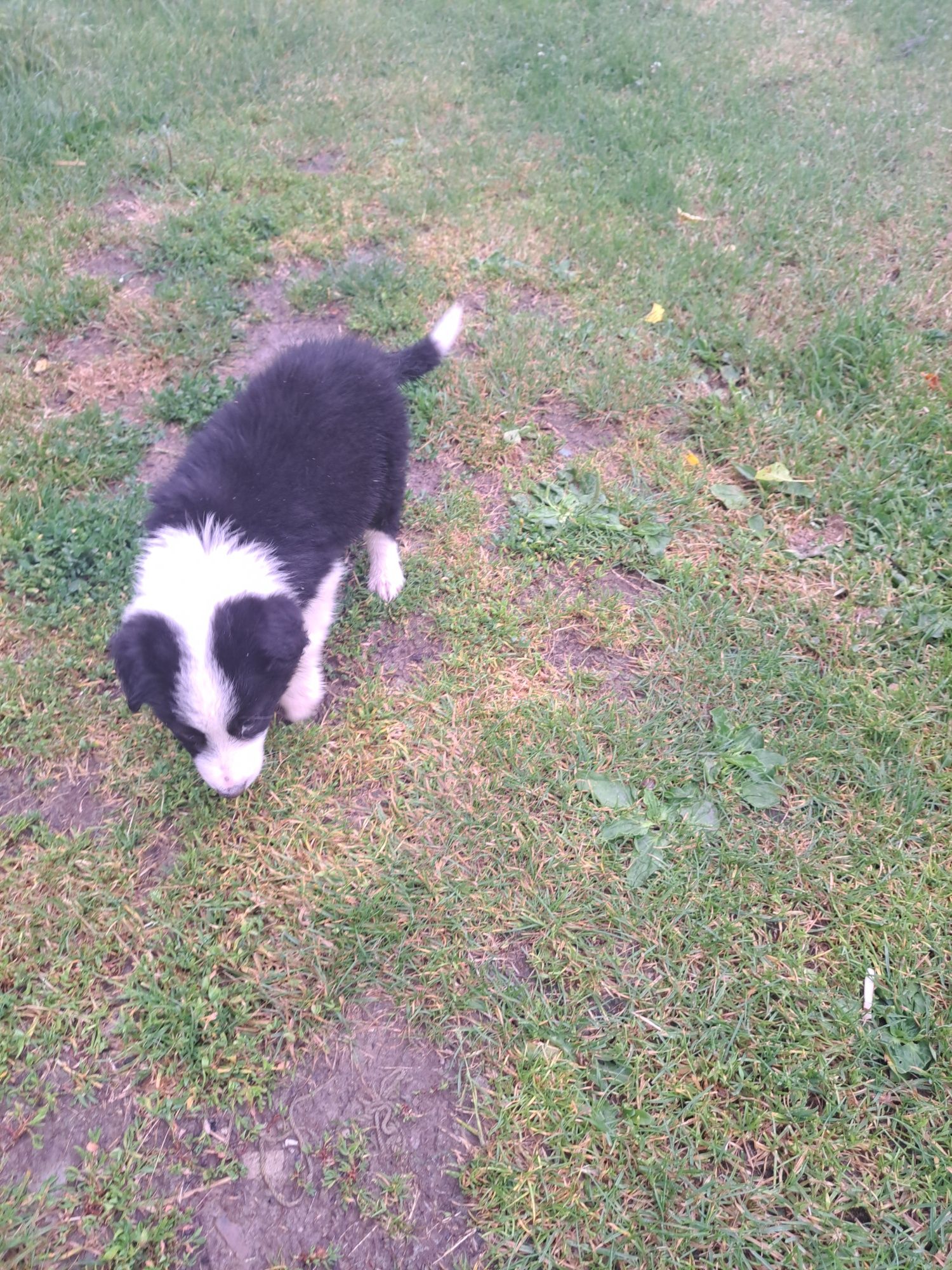 Border collie do odbioru