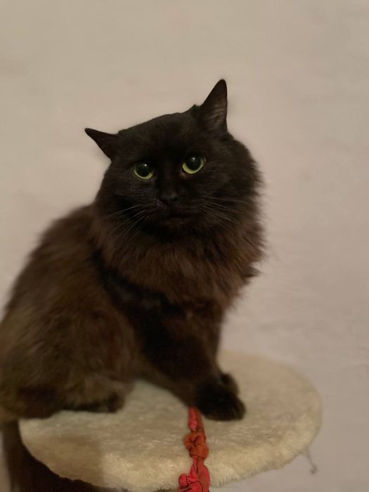 Тендітна красуня Пепсі шукає дім