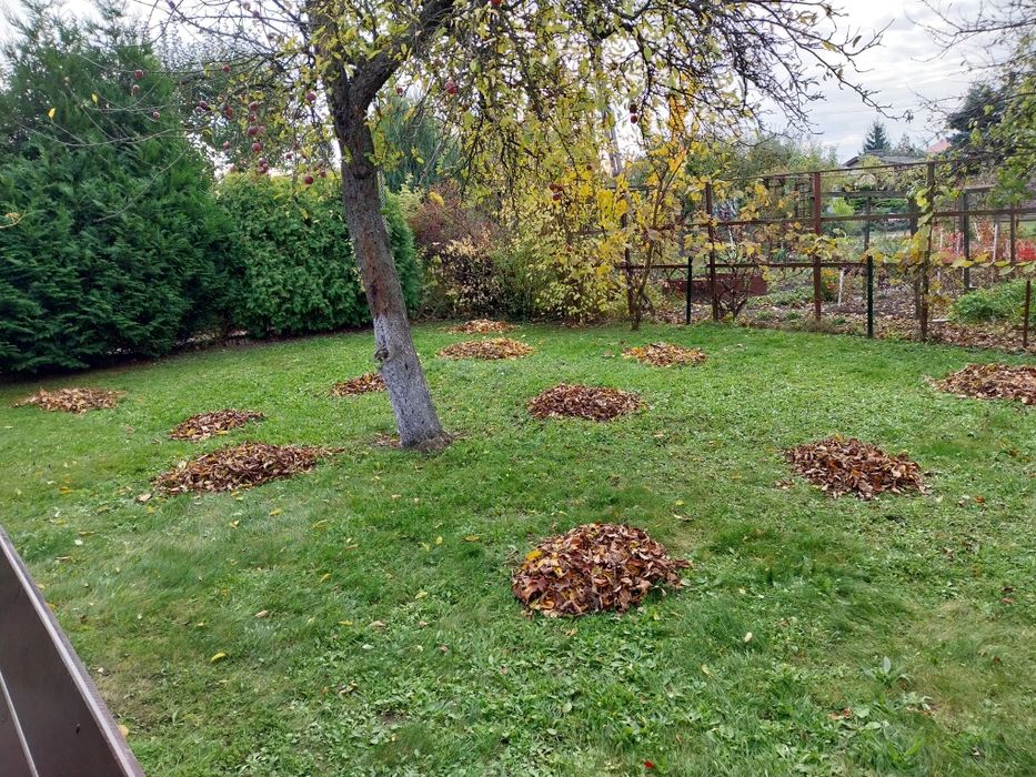 Solidne sprzątanie i usługi ogrodnicze – Jarocin i okolice