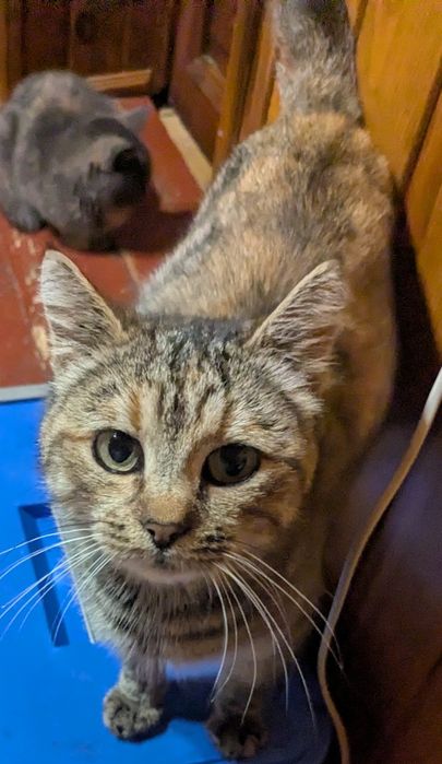 Стерильна киця і кошеня у родину