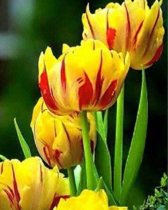 Wyprzedaż tulipanów