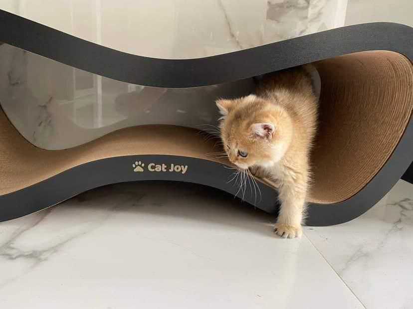 Когтеточка з гофрокартона "Фьюжн" ТМ "Cat Joy" 77х29х29 см венге